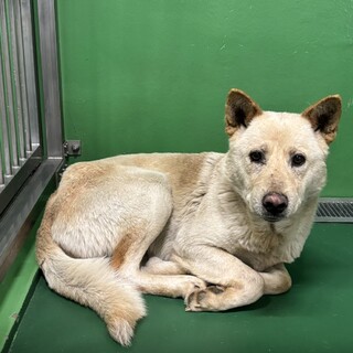 処分対象 穏やかなワンコ