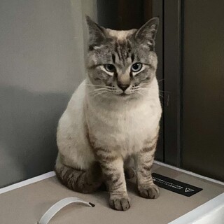 人慣れおしゃべりシャムMIXの男の子