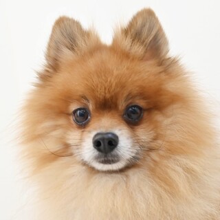 控えめに甘えてくれる姿も愛らしいポメの男の子