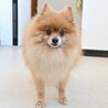 控えめに甘えてくれる姿も愛らしいポメの男の子 サムネイル2