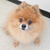 控えめに甘えてくれる姿も愛らしいポメの男の子 サムネイル3