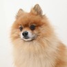 控えめに甘えてくれる姿も愛らしいポメの男の子 サムネイル5