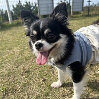 もこ