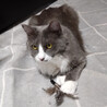 【4/13麻布十番】自由奔放遊び好き長毛女の子 サムネイル5
