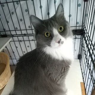 【4/13麻布十番】自由奔放遊び好き長毛女の子