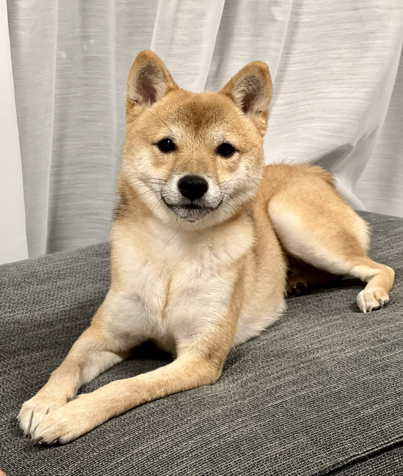 豆柴♂4歳お譲り」東京都 - 犬の里親募集(512826) :: ペットのおうち