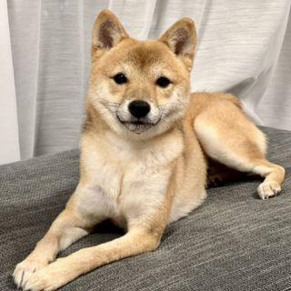 ♡ 豆柴 様、専用♡※他の方はご遠慮ください‼️ 豆柴三兄弟 柴左衛門 - メルカリ