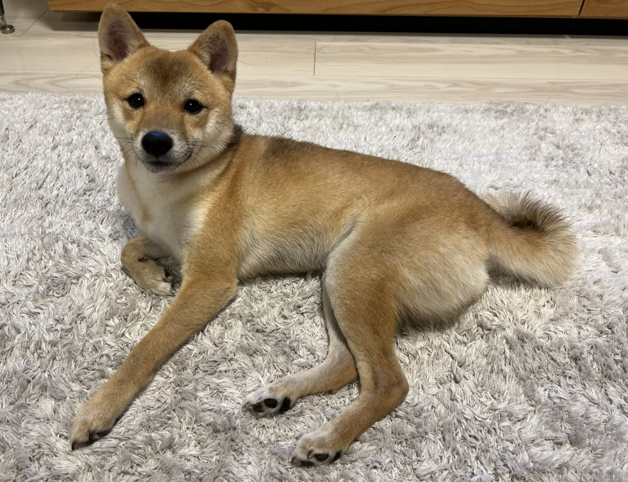 豆柴♂4歳お譲り」東京都 - 犬の里親募集(512826) 2枚目の画像