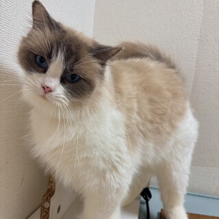 ラグドール　メス　2歳半