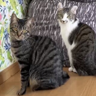 【4/5赤羽橋】ずっと見ていられる癒しペア