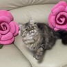 ペルシャの女の子　明るく太陽のようなベルちゃん サムネイル3
