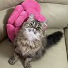 ペルシャの女の子　明るく太陽のようなベルちゃん サムネイル4