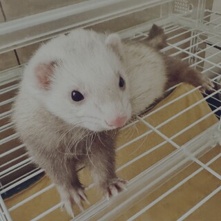 里親決定しました