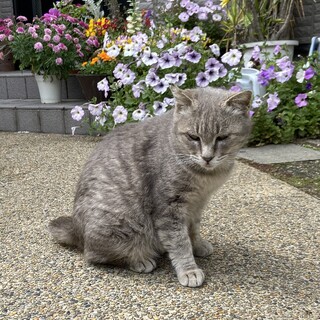 華奢で控えめなグレーの女の子