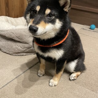 柴犬2歳4ヶ月　元気いっぱいメス柴のムギちゃんです