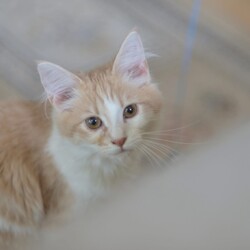 「頓挫と新しい出会い」サムネイル2