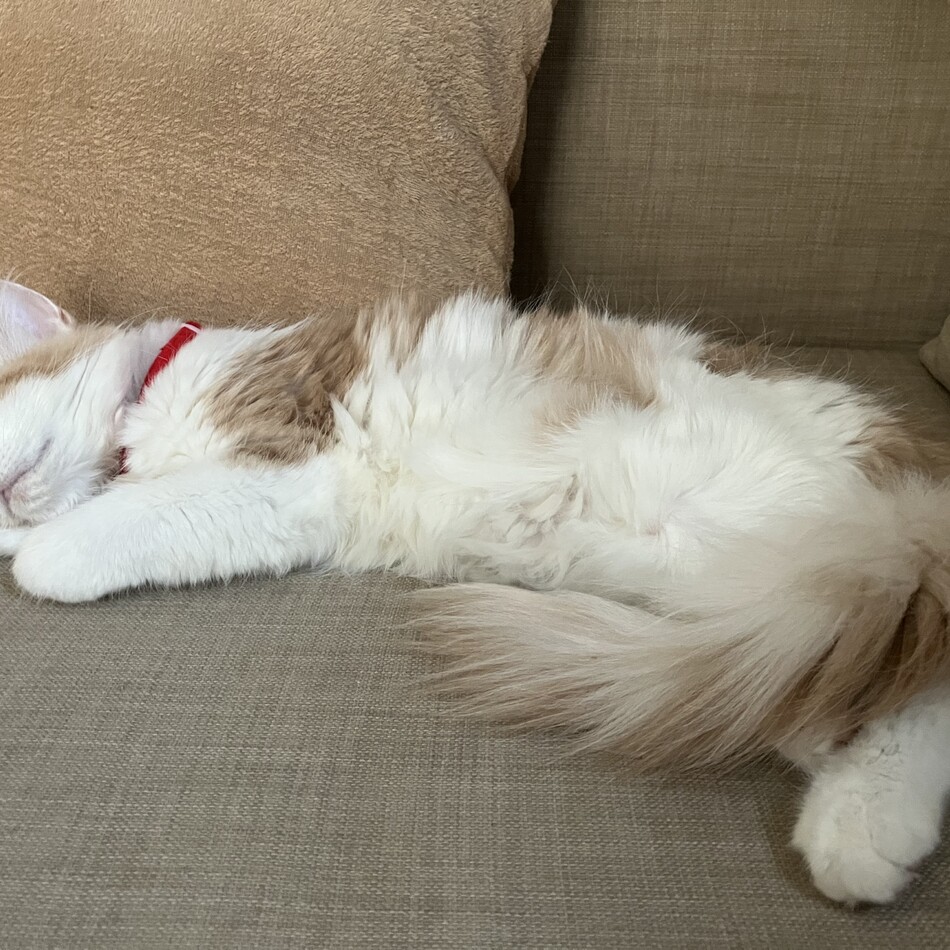 Mocaのカバー写真