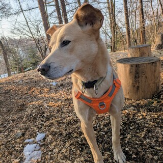 ちょっと怖がりで甘えん坊の大型犬　ひなた