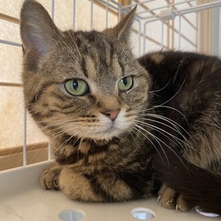 マンチカンのパワーちゃん