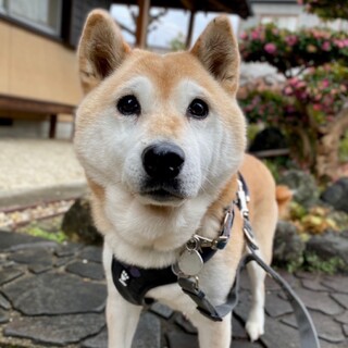 健気に頑張ってきたこの想いが心に響きますように
