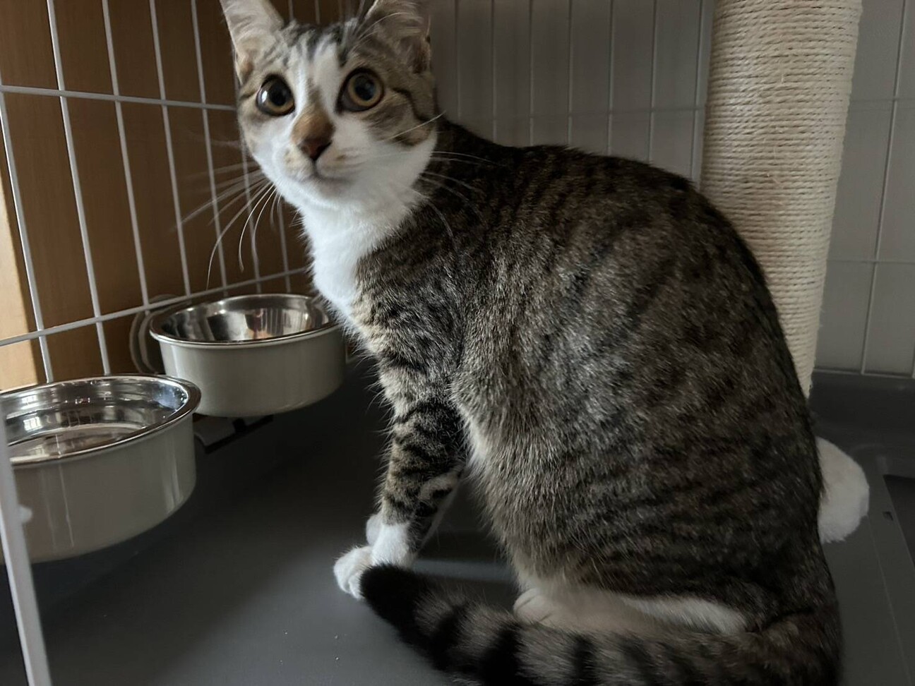 かわいい　キャスちゃん☆ サムネイル2