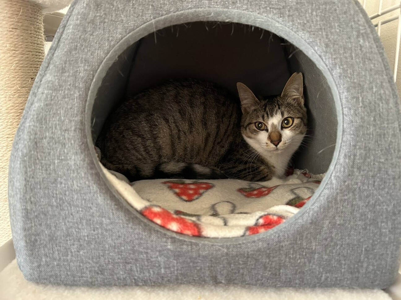 かわいい　キャスちゃん☆ サムネイル4