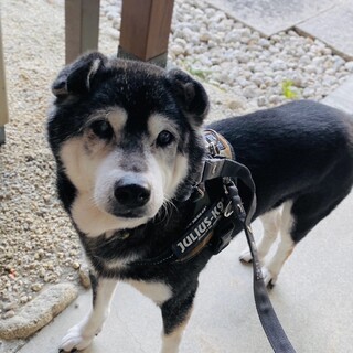 柴犬らしい我慢強さ誠実さ溢れる名前通りの男の子！