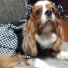 お利口さんで優しい甘え上手な女の子 サムネイル4