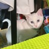 白猫アクア (娘) サムネイル2