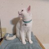 白猫アクア (娘) サムネイル4
