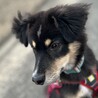 賢くて、おとなしい（完全室内飼育）女の子 サムネイル4