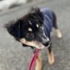 賢くて、おとなしい（完全室内飼育）女の子 サムネイル5