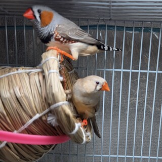 キンカチョウ　ペア