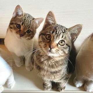 雑種　兄妹 元気な子達です。