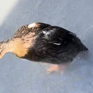 鴨　おとなしい性格です