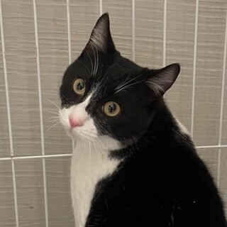 人馴れ抜群 まん丸お目目の白黒 ハチワくん87ヶ月