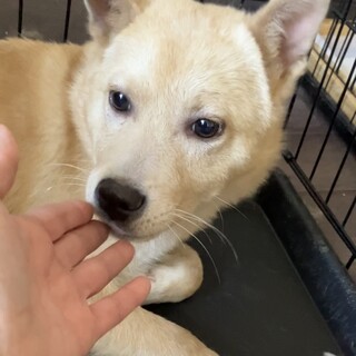 緊急で里親さんを探しています