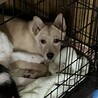 緊急で里親さんを探しています サムネイル2