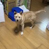 緊急で里親さんを探しています サムネイル3