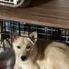 緊急で里親さんを探しています サムネイル4