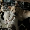 緊急で里親さんを探しています サムネイル5