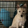 緊急で里親さんを探しています サムネイル6