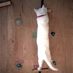 ボルダリング好き