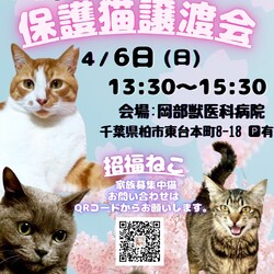 柏市:招福ねこ譲渡会