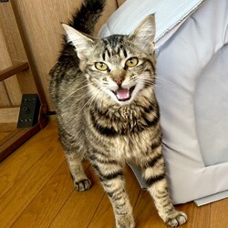 柏市:招福ねこ譲渡会 サムネイル3