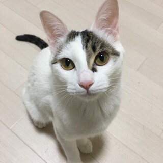 元気娘の「ネイル」