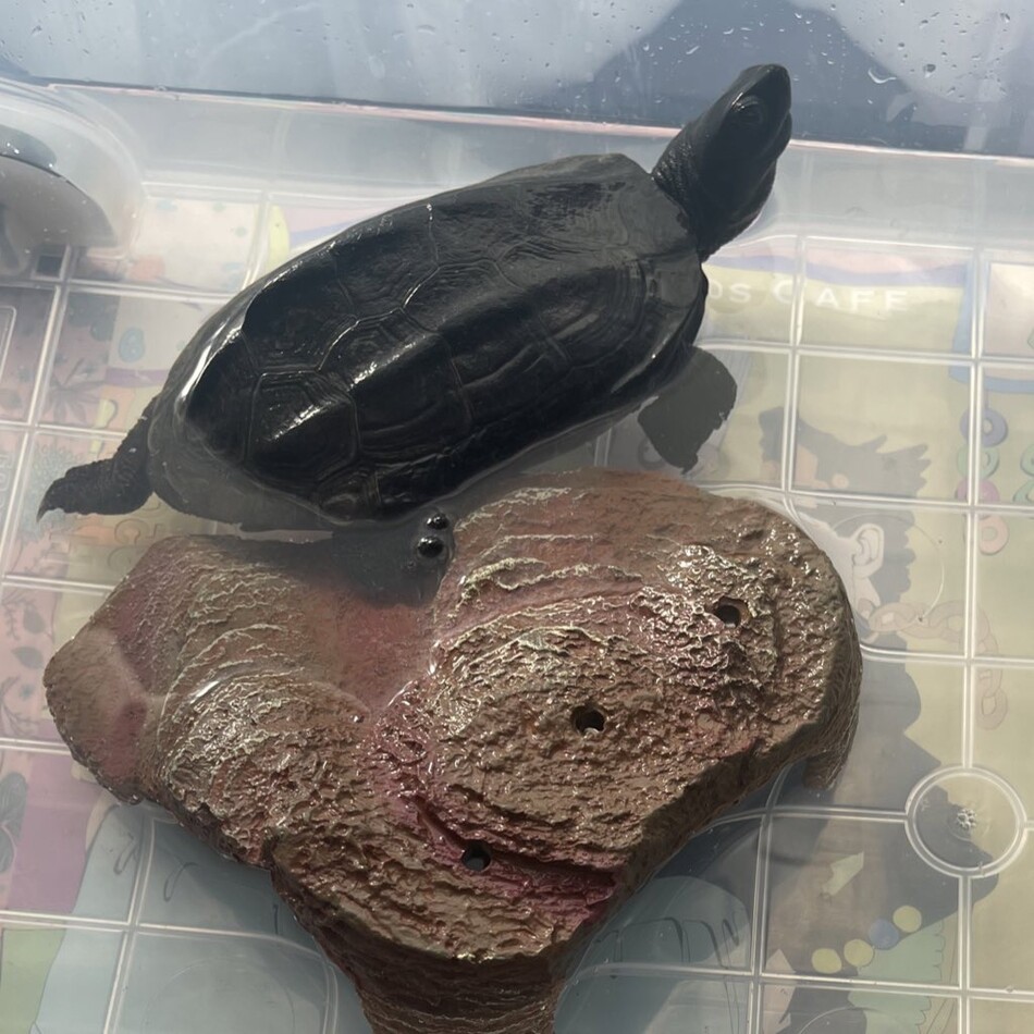 クサガメの大吉のカバー写真