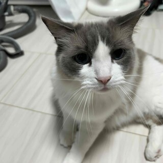 人懐っこいラグドールの2歳♂（去勢済み）