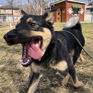 ワンコと遊ぶの大好き【アースくん】