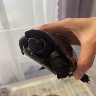 クサガメの大吉くん里親募集中